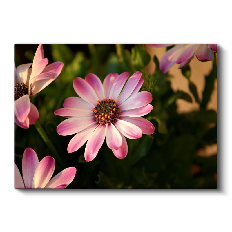 Pembe Papatya - Turuncu Merkezli Bahçe Çiçeği Kanvas Tablo