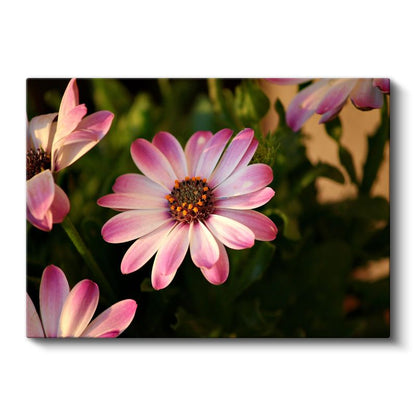 Pembe Papatya - Turuncu Merkezli Bahçe Çiçeği Kanvas Tablo