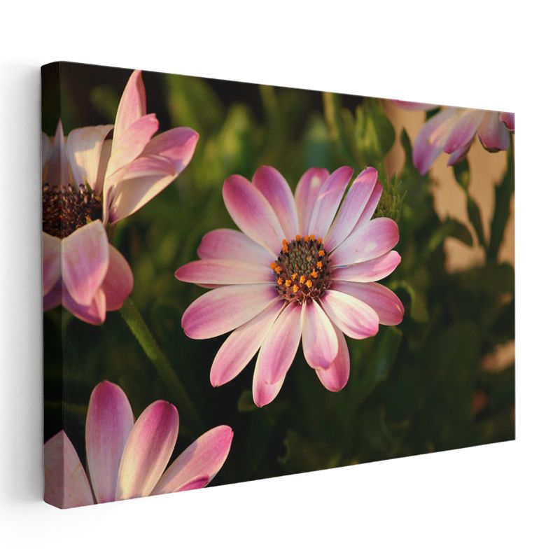 Pembe Papatya - Turuncu Merkezli Bahçe Çiçeği Kanvas Tablo