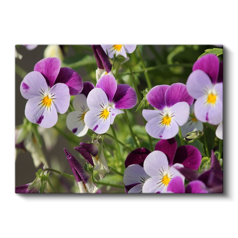 Hercai Menekşeler - Sarı Merkezli Renkli Çiçekler Kanvas Tablo