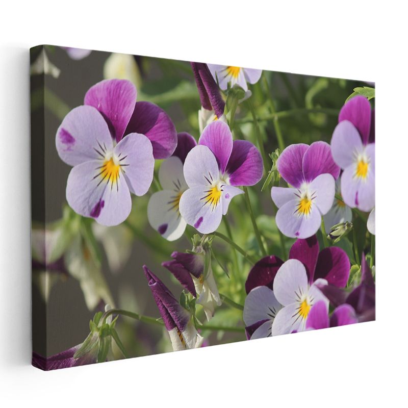 Hercai Menekşeler - Sarı Merkezli Renkli Çiçekler Kanvas Tablo