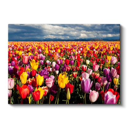 Renkli Lale Tarlası - Gökyüzü Altında Çiçek Denizi Kanvas Tablo