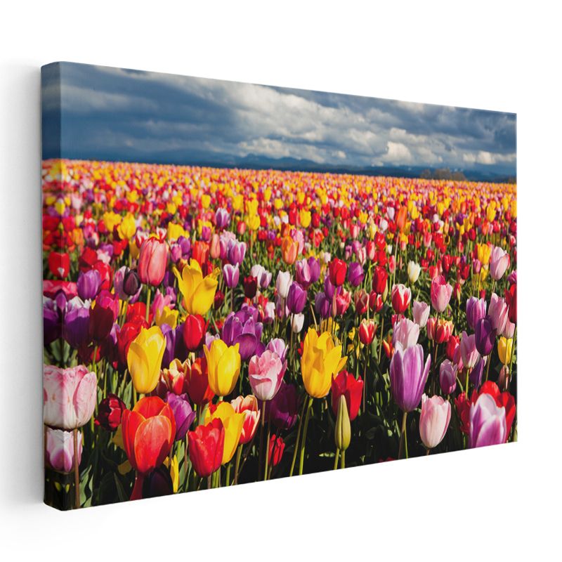 Renkli Lale Tarlası - Gökyüzü Altında Çiçek Denizi Kanvas Tablo