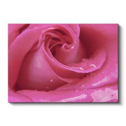 Pembe Gül - Çiy Damlacıklı Makro Çekim Kanvas Tablo