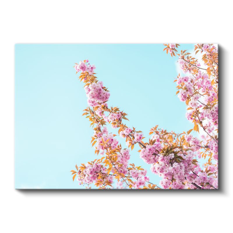 Kiraz Çiçekleri - Turkuaz Gökyüzü Altında Kanvas Tablo