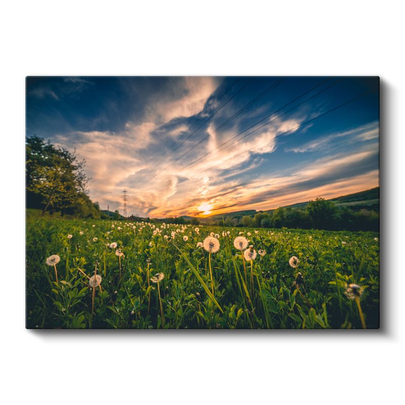 Karahindiba Tarlası - Gün Batımı Manzaralı Kanvas Tablo