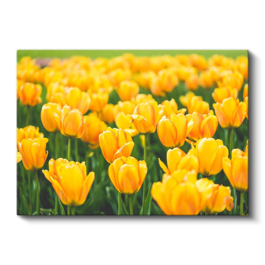Sarı Laleler - Parlak Renkli Çiçek Bahçesi Kanvas Tablo