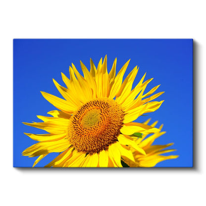 Ayçiçeği - Mavi Gökyüzü Fonlu Kanvas Tablo