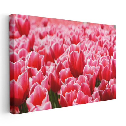 Pembe Laleler - Çiçek Tarlası Manzarası Kanvas Tablo