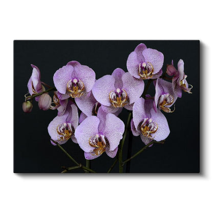 Mor Orkide - Benekli Egzotik Çiçek Dalı Kanvas Tablo