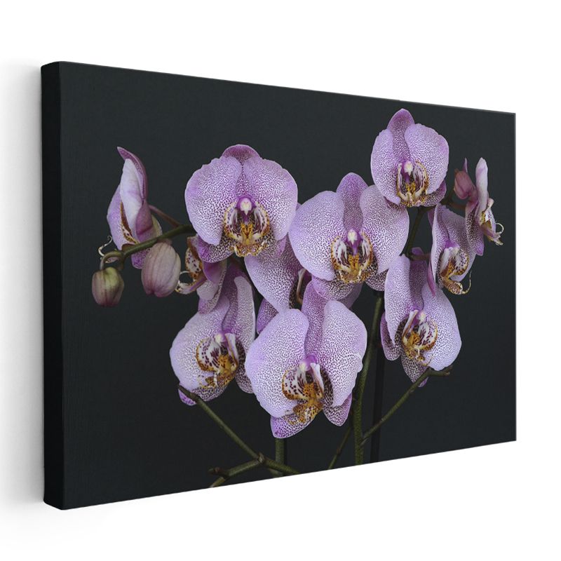 Mor Orkide - Benekli Egzotik Çiçek Dalı Kanvas Tablo