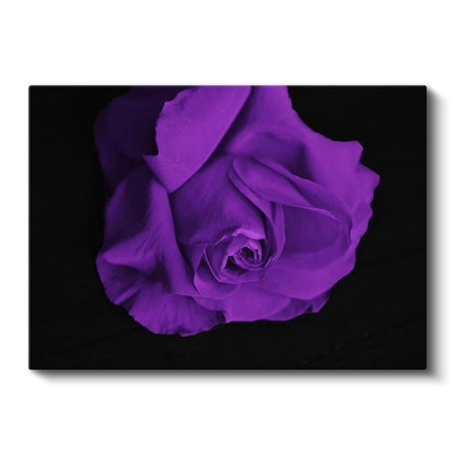 Mor Gül - Dramatik Siyah Fonlu Kanvas Tablo