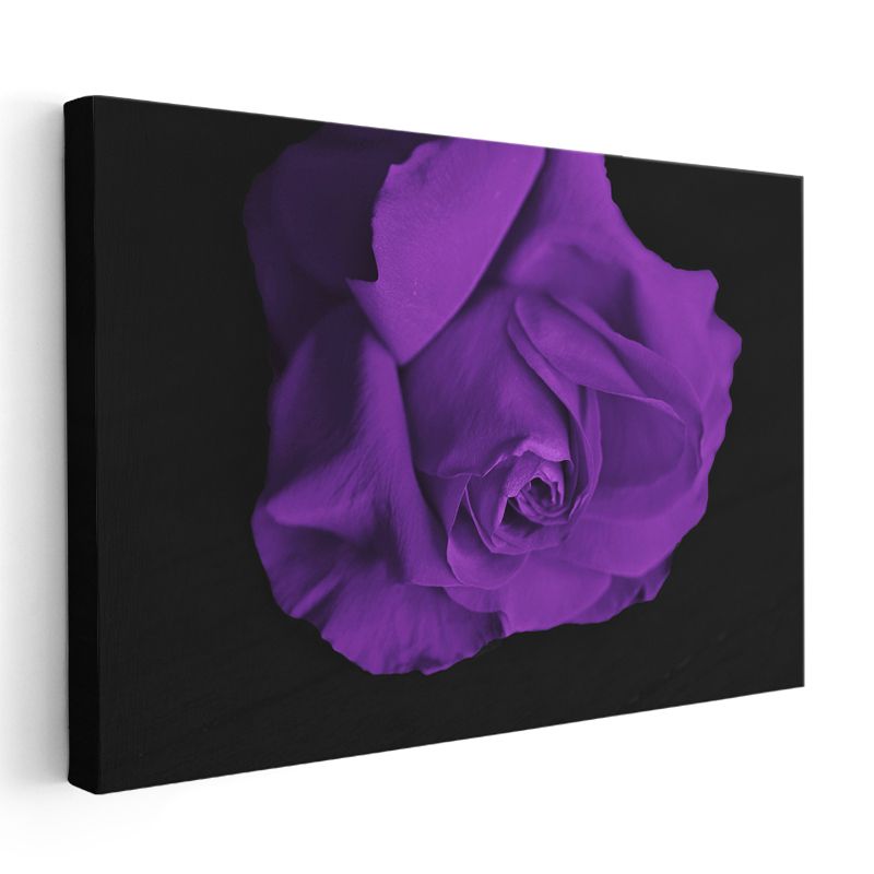 Mor Gül - Dramatik Siyah Fonlu Kanvas Tablo