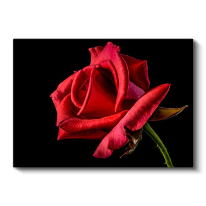 Kırmızı Gül - Kadife Dokulu Çiçek Kanvas Tablo