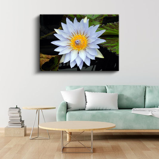 Beyaz Nilüfer - Sarı Merkezli Su Çiçeği Kanvas Tablo