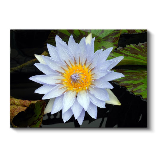 Beyaz Nilüfer - Sarı Merkezli Su Çiçeği Kanvas Tablo