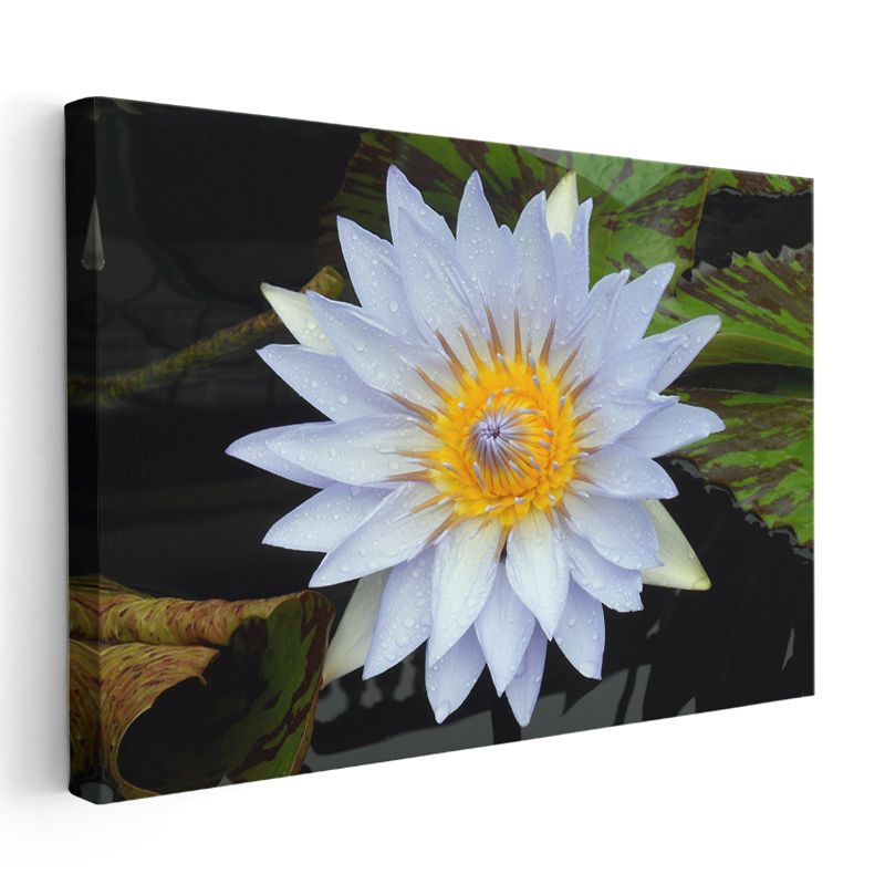 Beyaz Nilüfer - Sarı Merkezli Su Çiçeği Kanvas Tablo