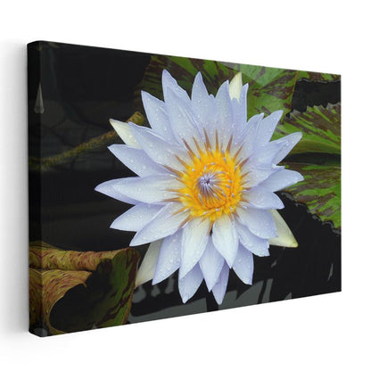 Beyaz Nilüfer - Sarı Merkezli Su Çiçeği Kanvas Tablo