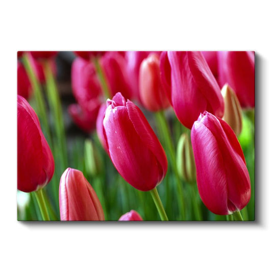 Kırmızı Laleler - Canlı Renkli Bahçe Çiçekleri Kanvas Tablo