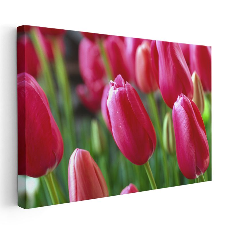 Kırmızı Laleler - Canlı Renkli Bahçe Çiçekleri Kanvas Tablo