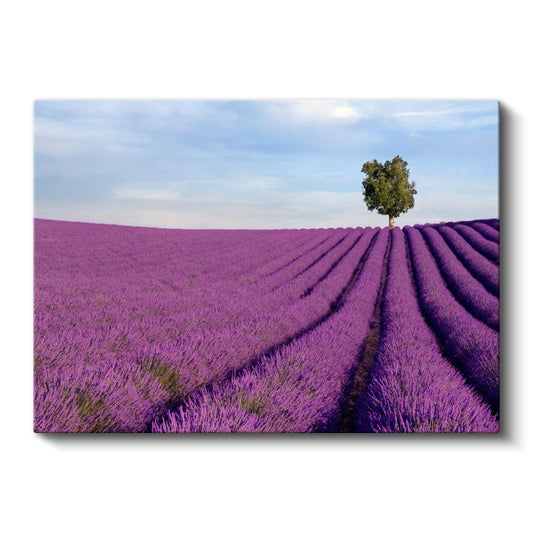Lavanta Tarlası - Tek Ağaçlı Minimalist Manzara Kanvas Tablo