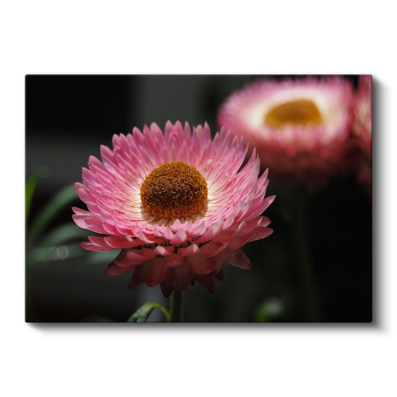 Pembe Ölmez Çiçek - Kahverengi Merkezli Dekoratif Kanvas Tablo