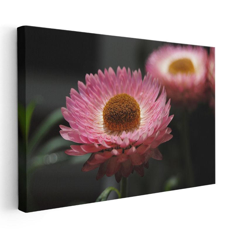Pembe Ölmez Çiçek - Kahverengi Merkezli Dekoratif Kanvas Tablo