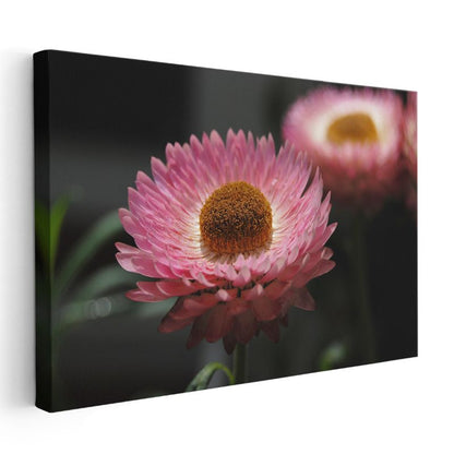 Pembe Ölmez Çiçek - Kahverengi Merkezli Dekoratif Kanvas Tablo