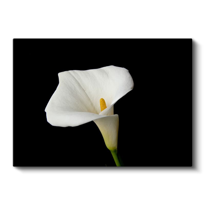 Beyaz Kalla - Siyah Fonlu Zarif Çiçek Kanvas Tablo