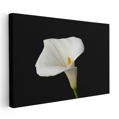 Beyaz Kalla - Siyah Fonlu Zarif Çiçek Kanvas Tablo