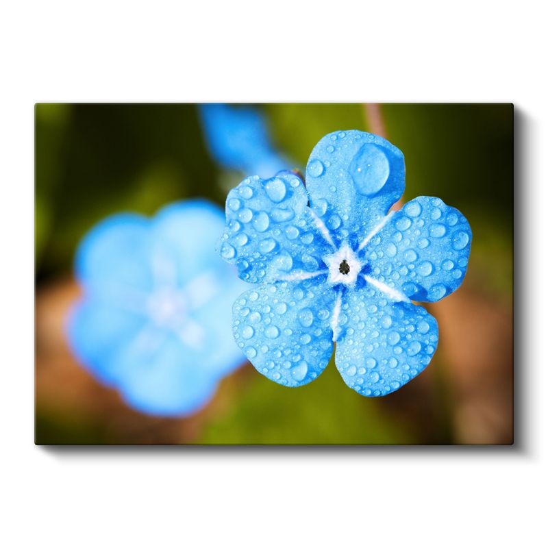 Mavi Unutma Beni - Çiy Damlacıklı Detay Kanvas Tablo