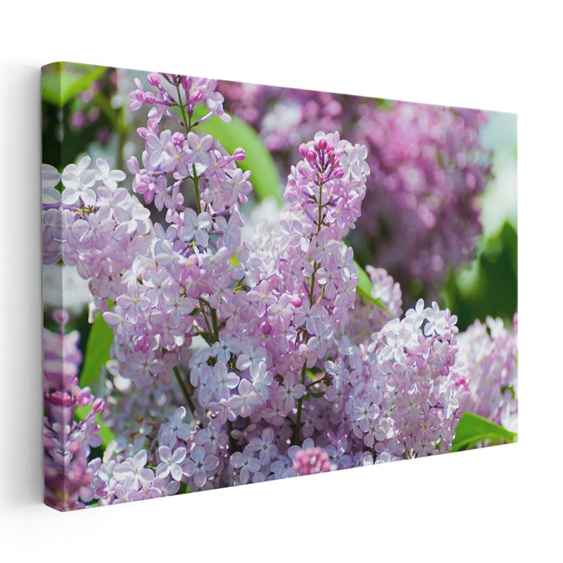 Leylak Çiçekleri - Açık Tonlu Bahar Dalları Kanvas Tablo