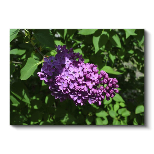Mor Leylak - Yeşil Yapraklı Çiçek Demeti Kanvas Tablo