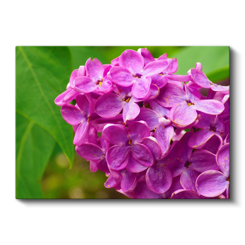 Mor Leylak - Yeşil Yapraklı Yakın Çekim Kanvas Tablo