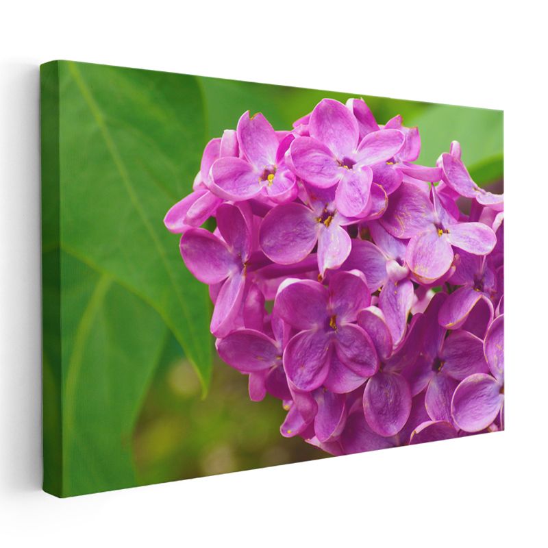 Mor Leylak - Yeşil Yapraklı Yakın Çekim Kanvas Tablo