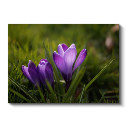 Mor Çiğdemler - Çimen Üzerinde Bahar Kanvas Tablo