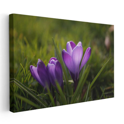 Mor Çiğdemler - Çimen Üzerinde Bahar Kanvas Tablo