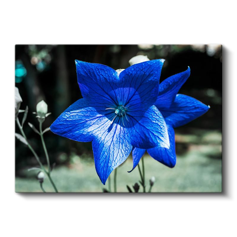 Mavi Çan Çiçeği - Damar Detaylı Çiçek Kanvas Tablo