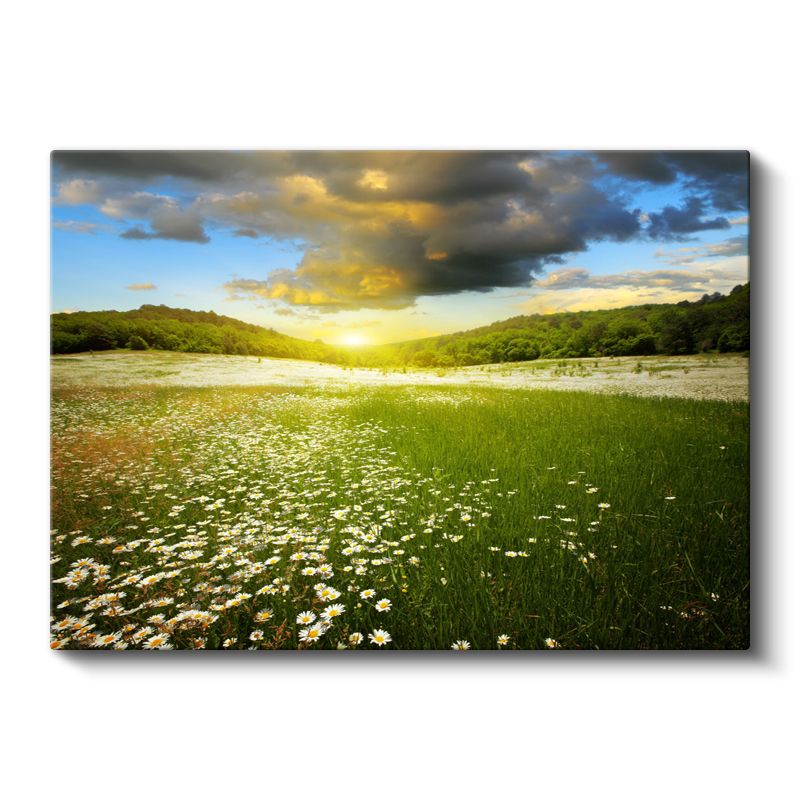 Papatya Tarlası - Gün Batımı Manzaralı Kanvas Tablo