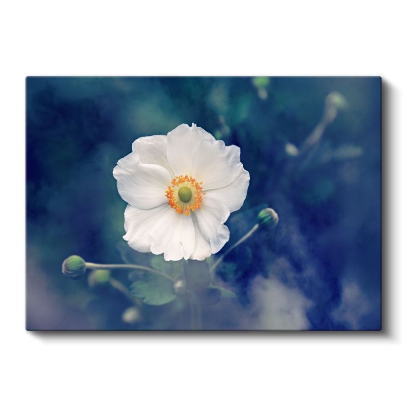 Beyaz Anemon - Turuncu Merkezli Zarif Çiçek Kanvas Tablo