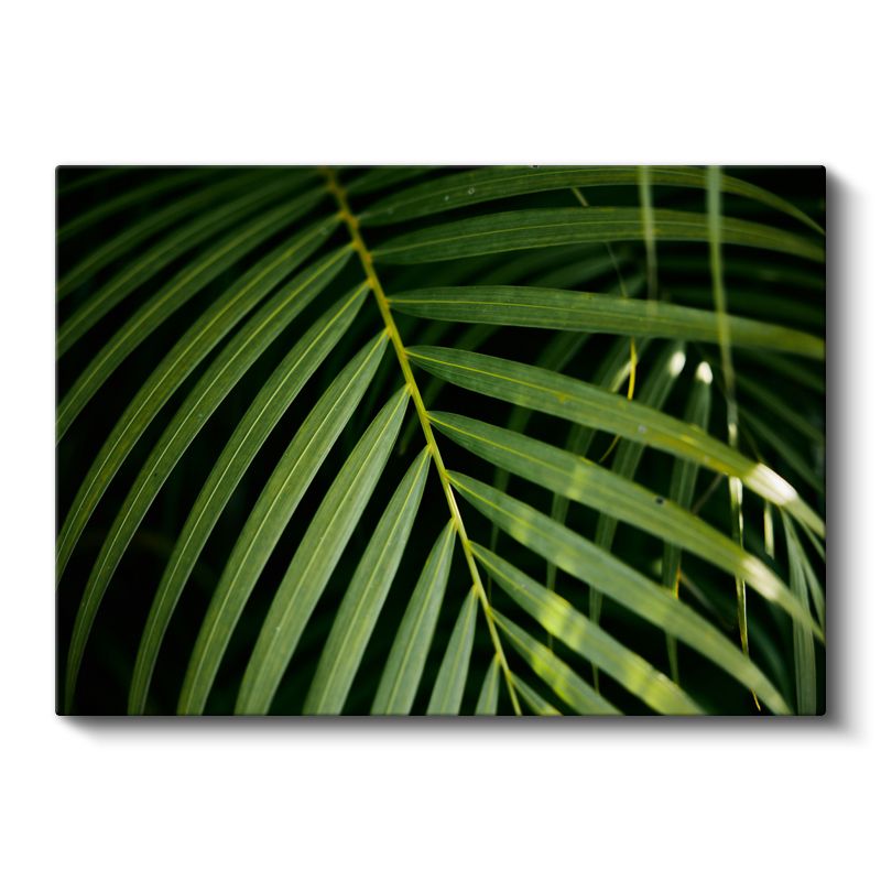 Palmiye Yaprağı - Koyu Fonlu Minimal Kanvas Tablo