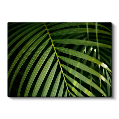 Palmiye Yaprağı - Koyu Fonlu Minimal Kanvas Tablo