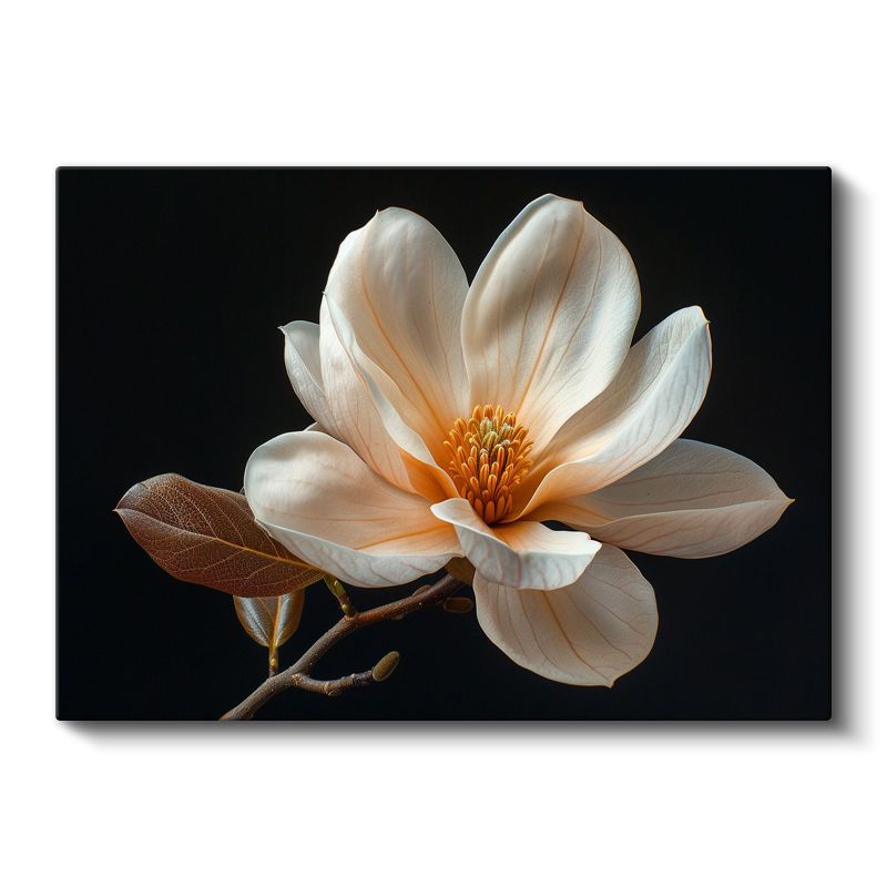 Magnolya Çiçeği - Siyah Zeminde Detaylı Botanik İllüstrasyon Kanvas Tablo