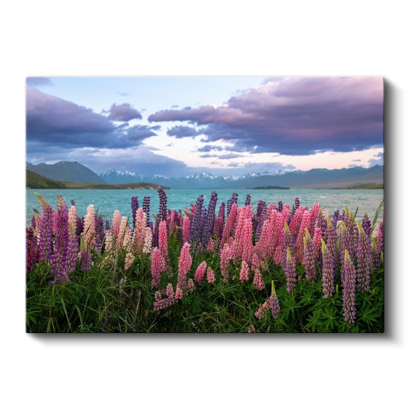 Lüpin Çiçekleri - Göl Manzaralı Doğa Fotoğrafı Kanvas Tablo