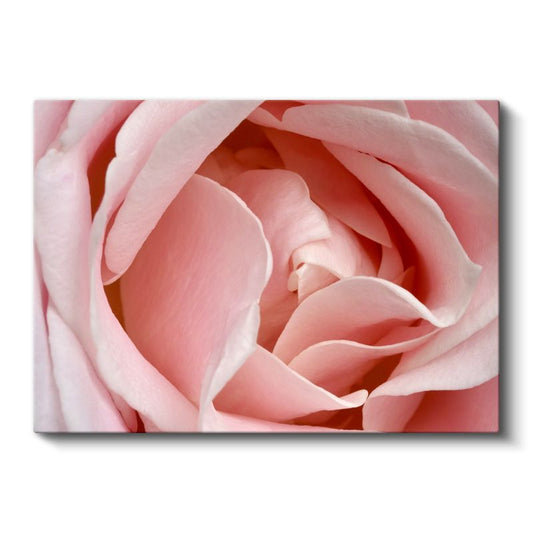 Pembe Gül - Makro Çekim Yumuşak Petal Detayları Kanvas Tablo