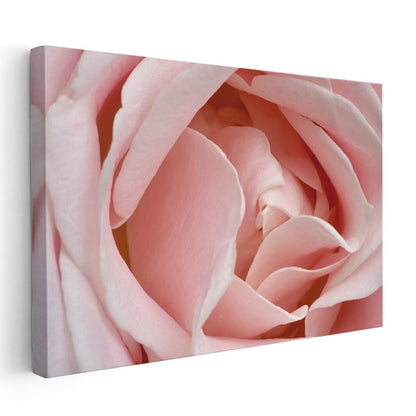 Pembe Gül - Makro Çekim Yumuşak Petal Detayları Kanvas Tablo
