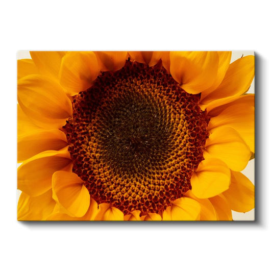 Ayçiçeği - Sarı Turuncu Makro Çekim Detayı Kanvas Tablo