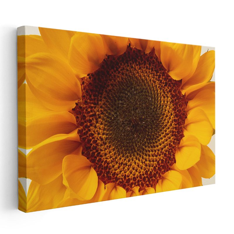 Ayçiçeği - Sarı Turuncu Makro Çekim Detayı Kanvas Tablo