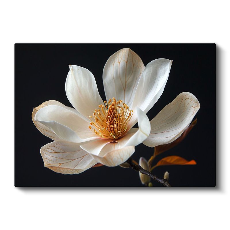 Beyaz Manolya - Altın Tozlu Zarif Çiçek Portresi Kanvas Tablo