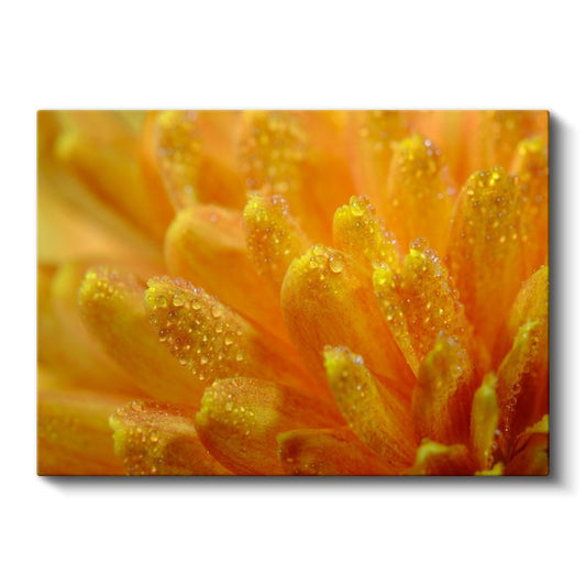 Turuncu Polen - Çiy Damlacıklı Makro Çiçek Detayı Kanvas Tablo